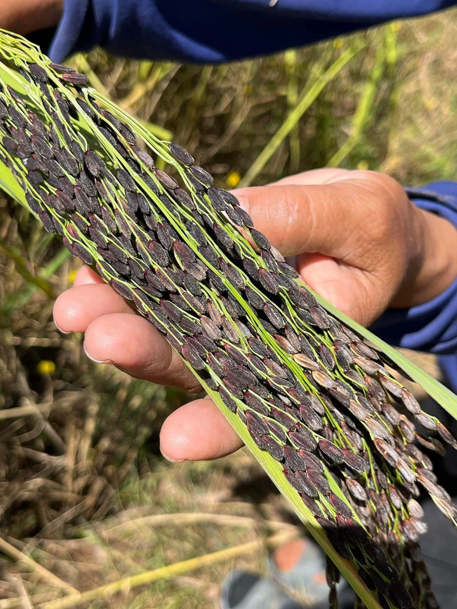 สนใจโทร 📞 0870493979