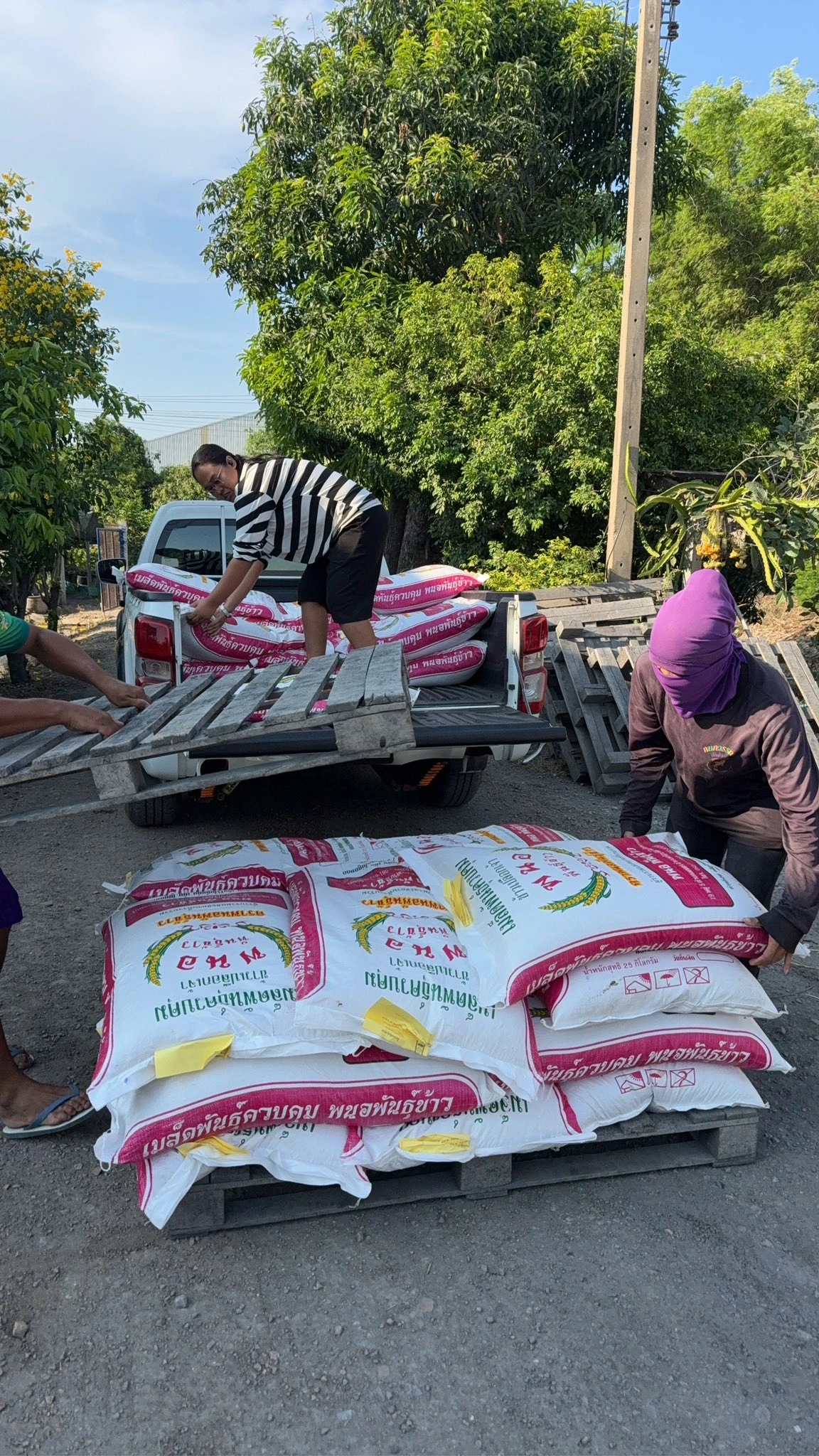 🌾 ข้าวปลูก นาดำ 100% 🌾