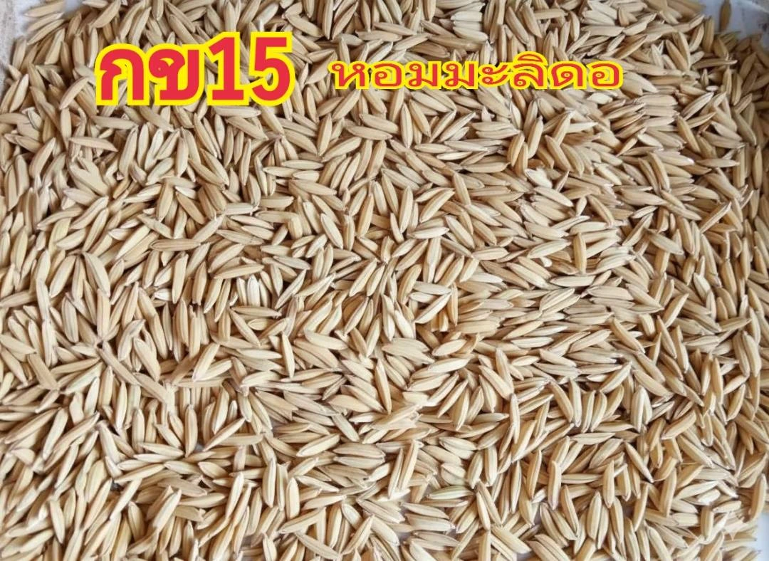 🌾#กข15 (หอมมะลิดอ)ข้าวเจ้านาปี 4
