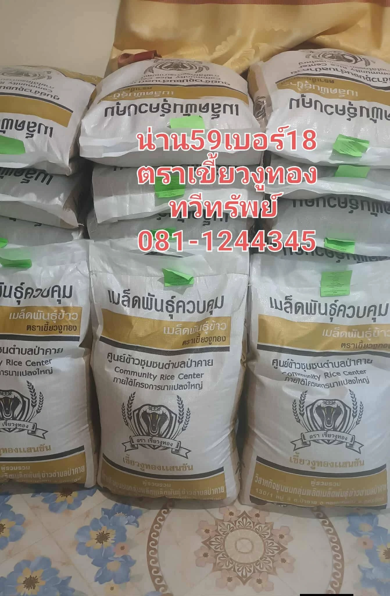 #ข้าวเหนียวต้นเตี้ย 2