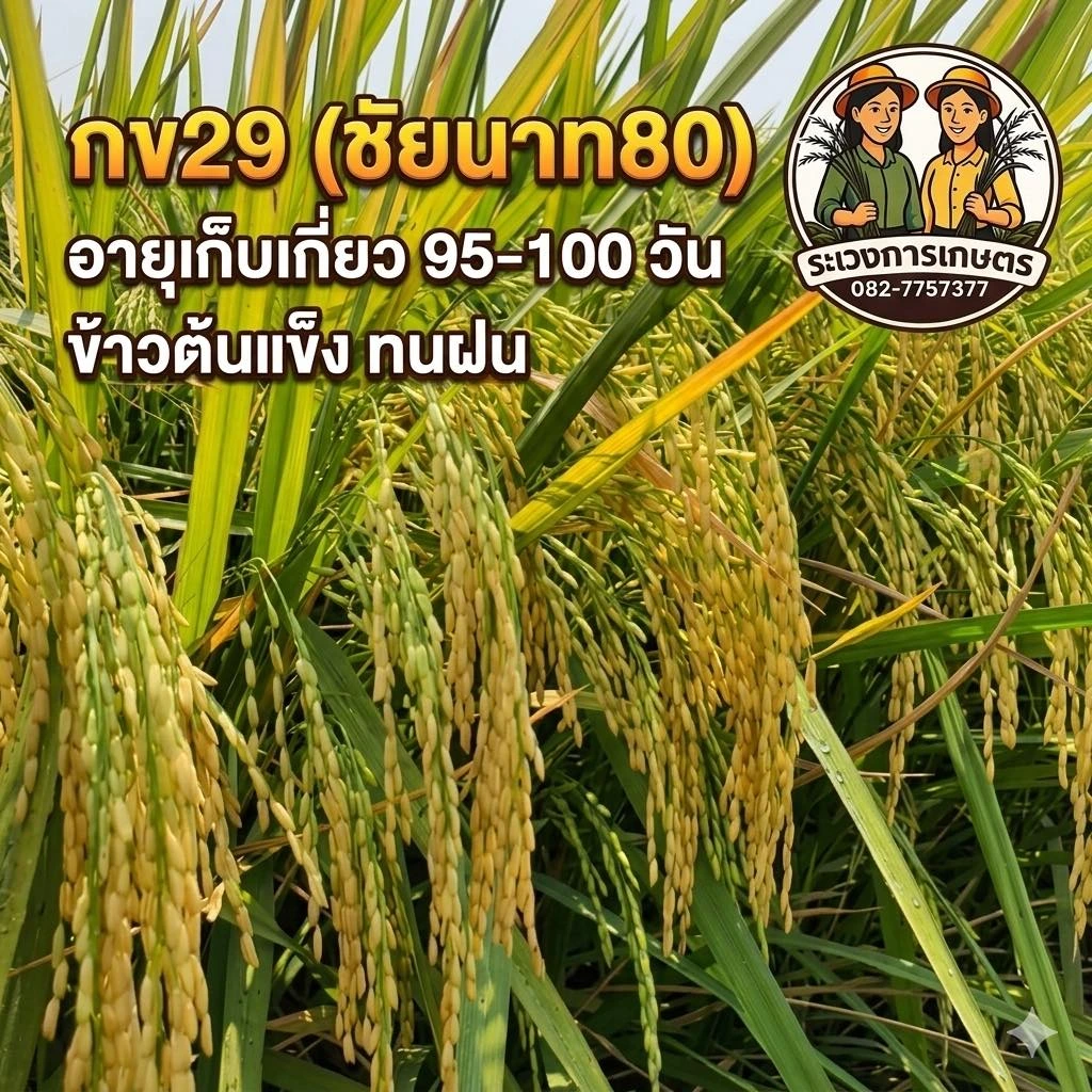 🌱มาแล้วๆ กข29 (ข้าวต้นแข็ง)🌱