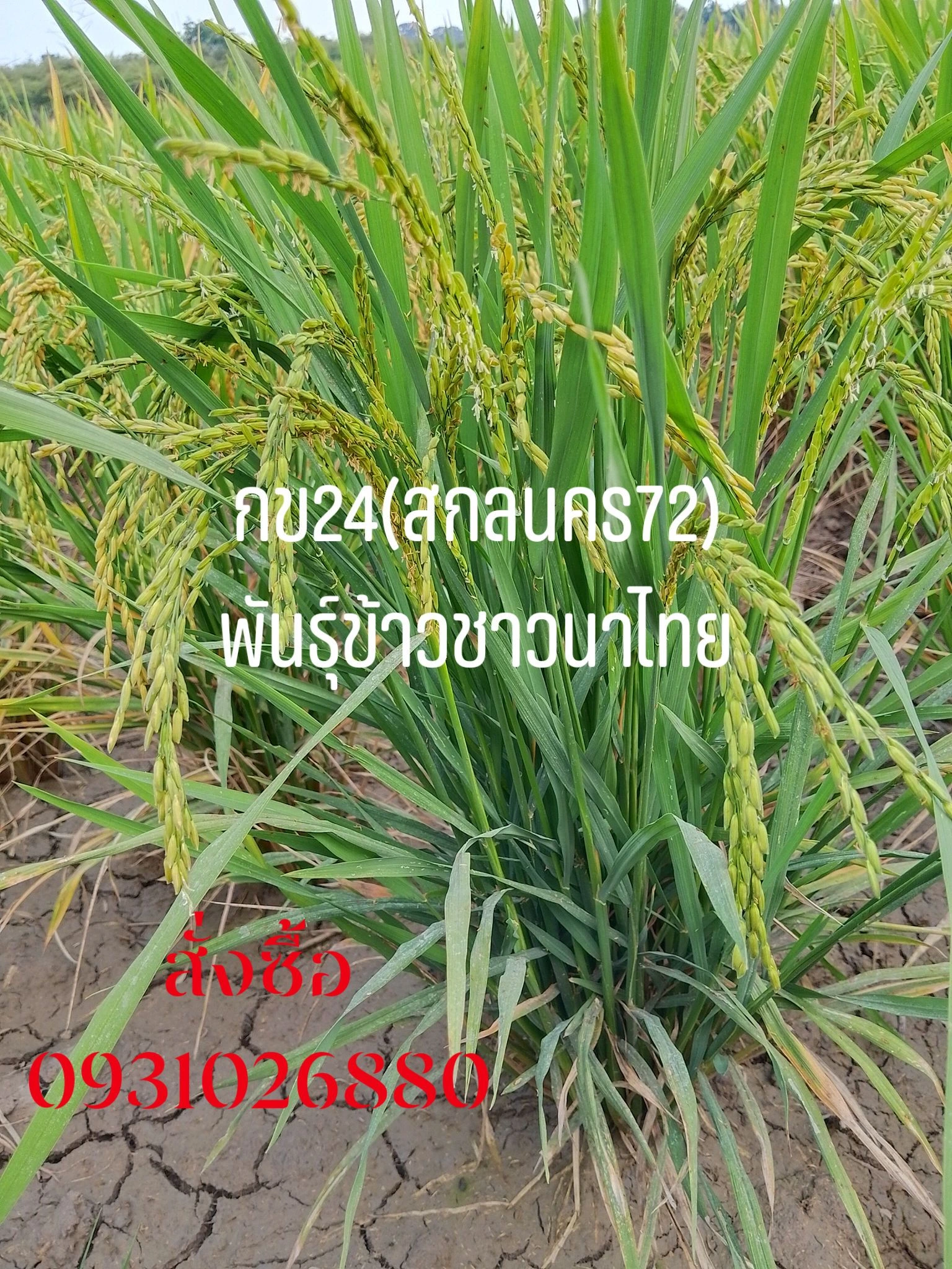 กข24