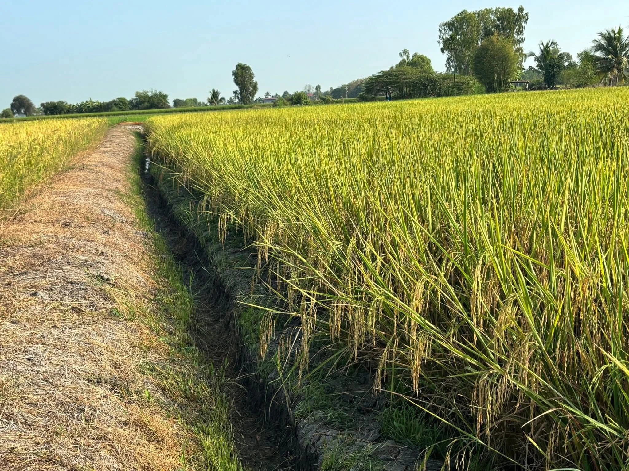 🌾พันธุ์ข้าวปลูก นาดำแท้100% จากชัยนาท 3