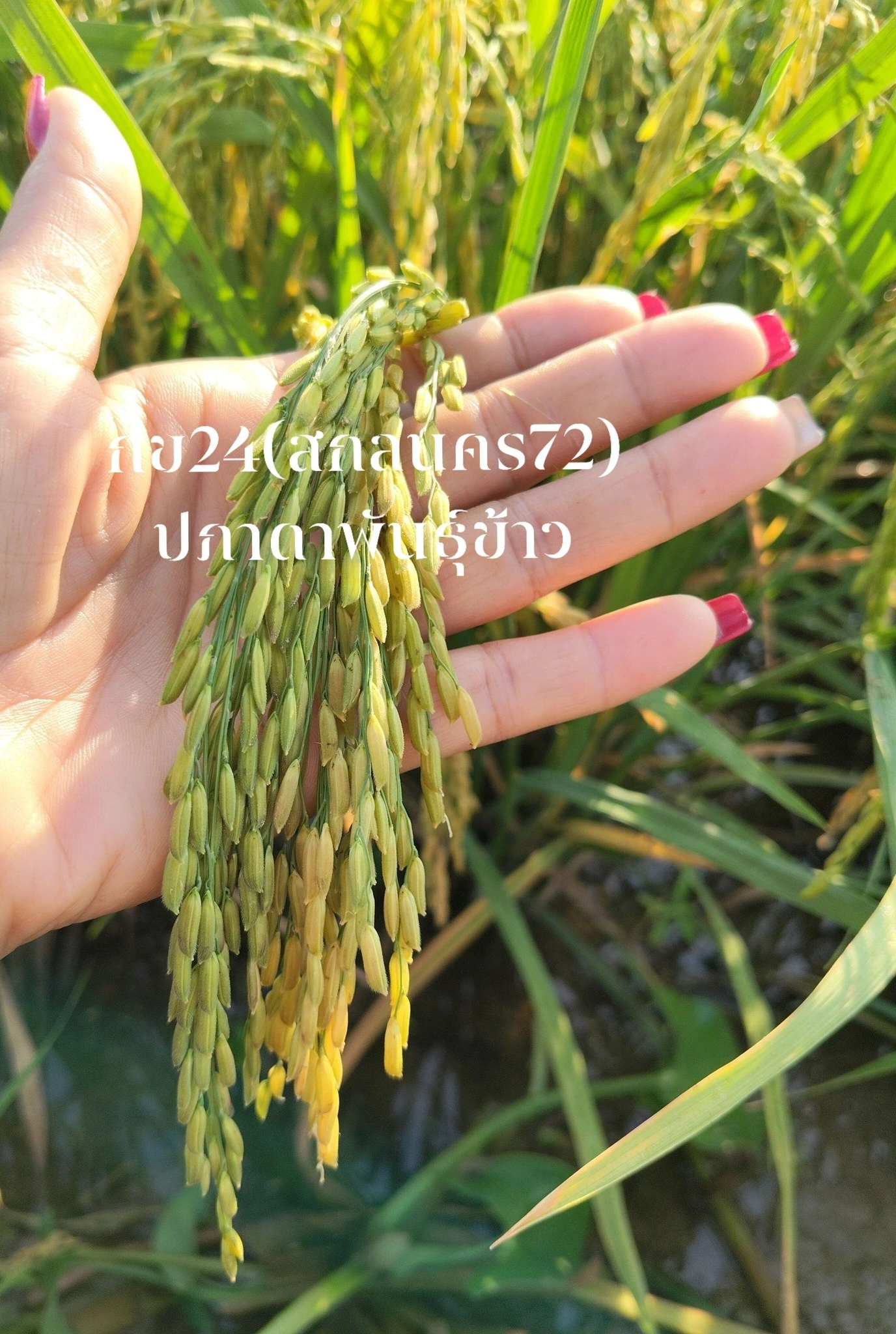 #กข24(สกลนคร72) ข้าวเหนียวนาปีต้นเตี้ย