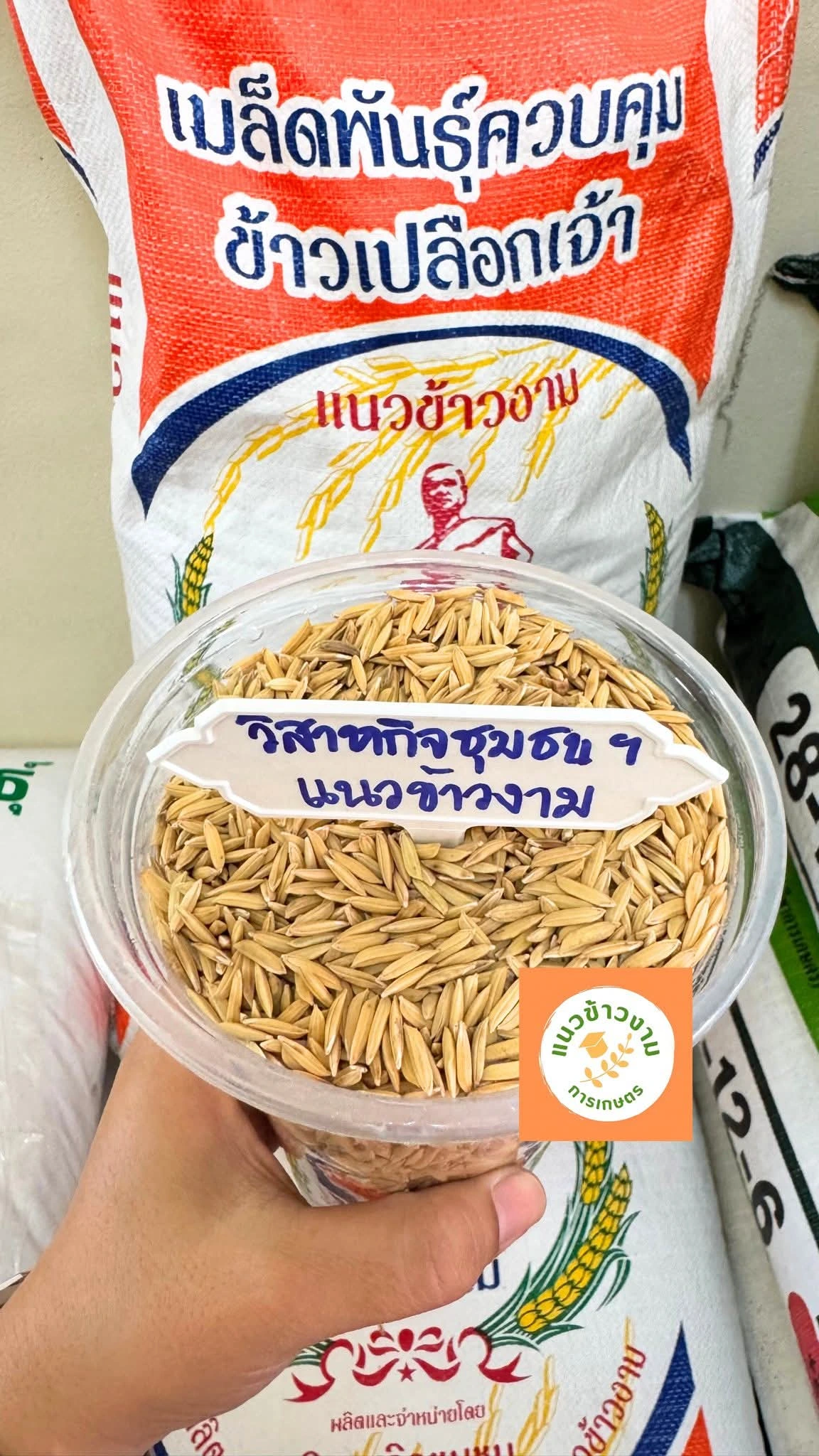 📌พันธุ์ข้าวขาวดอกมะลิ105 3