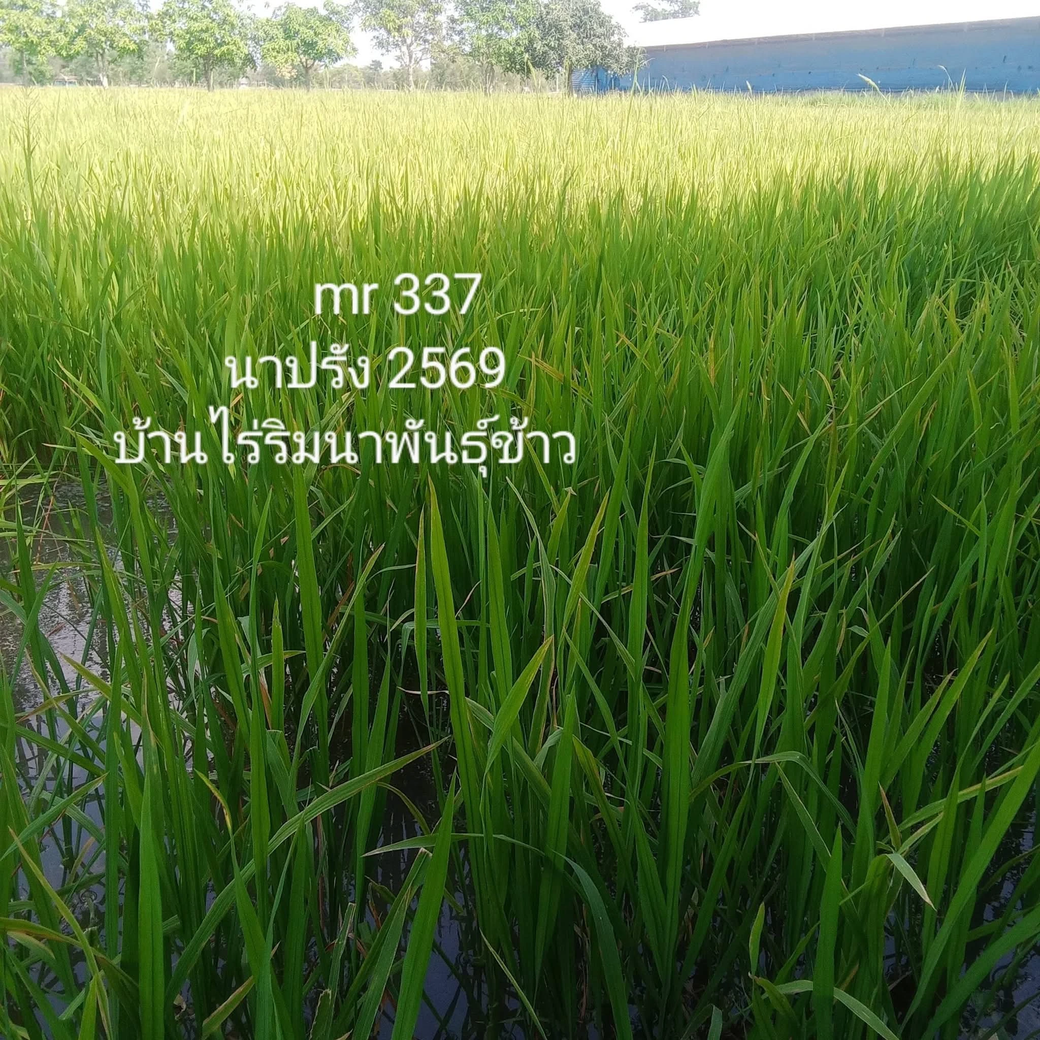 🌾#เมล็ดพันธุ์ข้าวปลูก #mr337 2