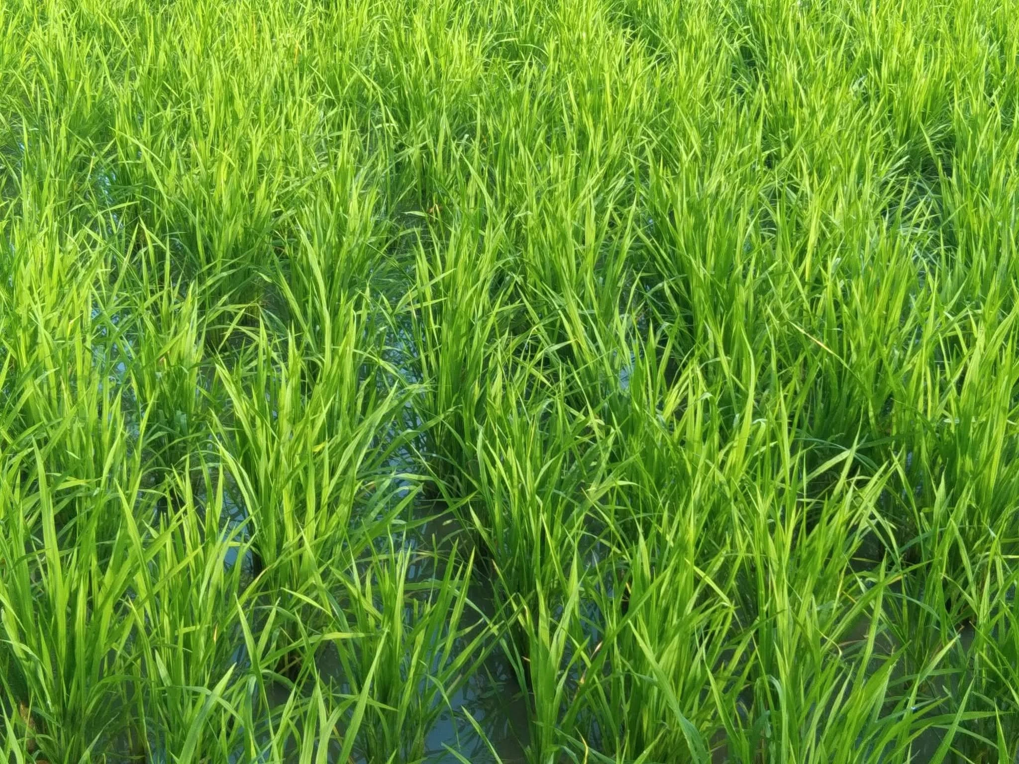 กข.24สกลนคร72ข้าวเหนียวเตี้ยนาปี 3