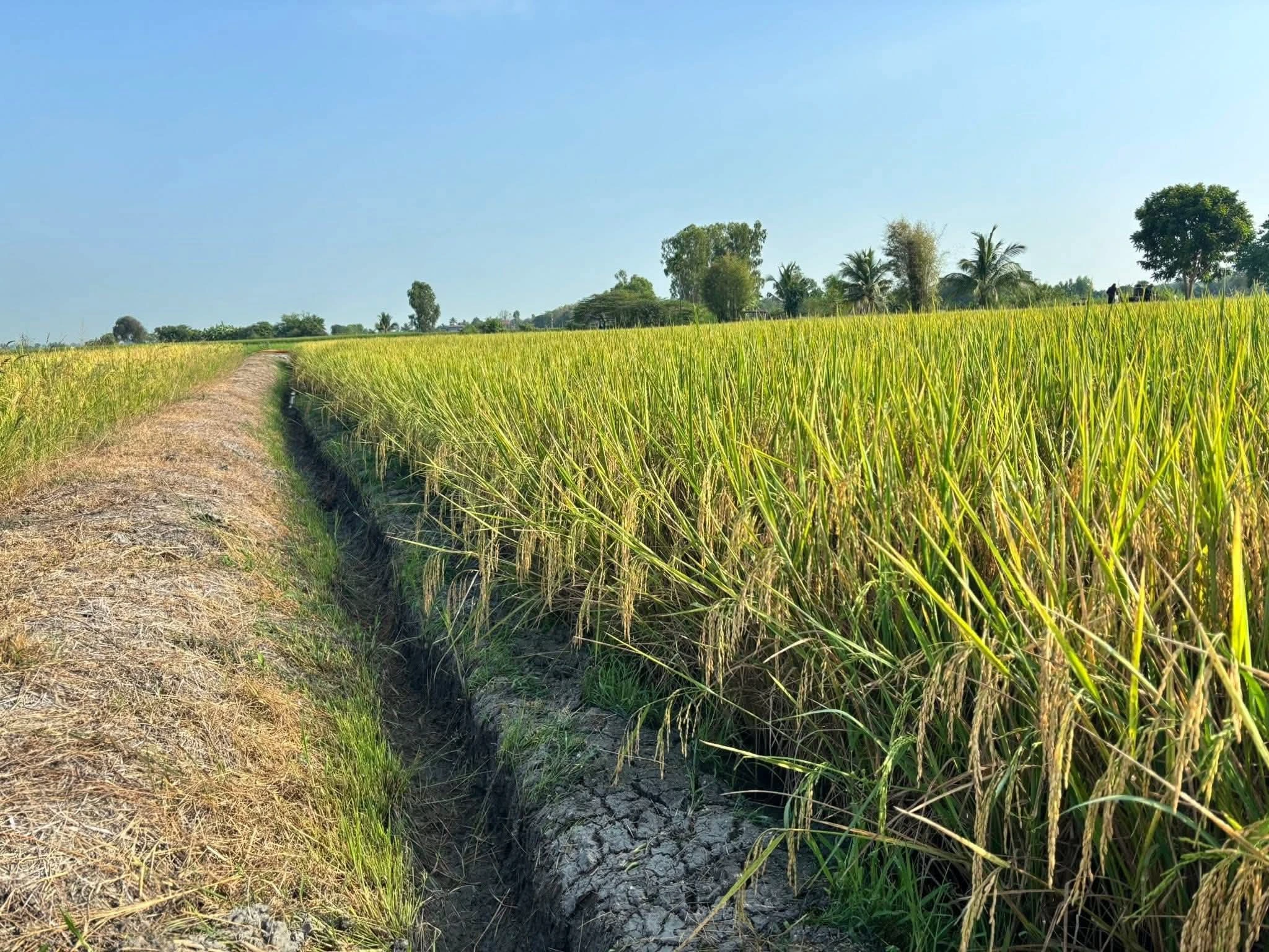 🌾พันธุ์ข้าวปลูก นาดำแท้100% จากชัยนาท 5