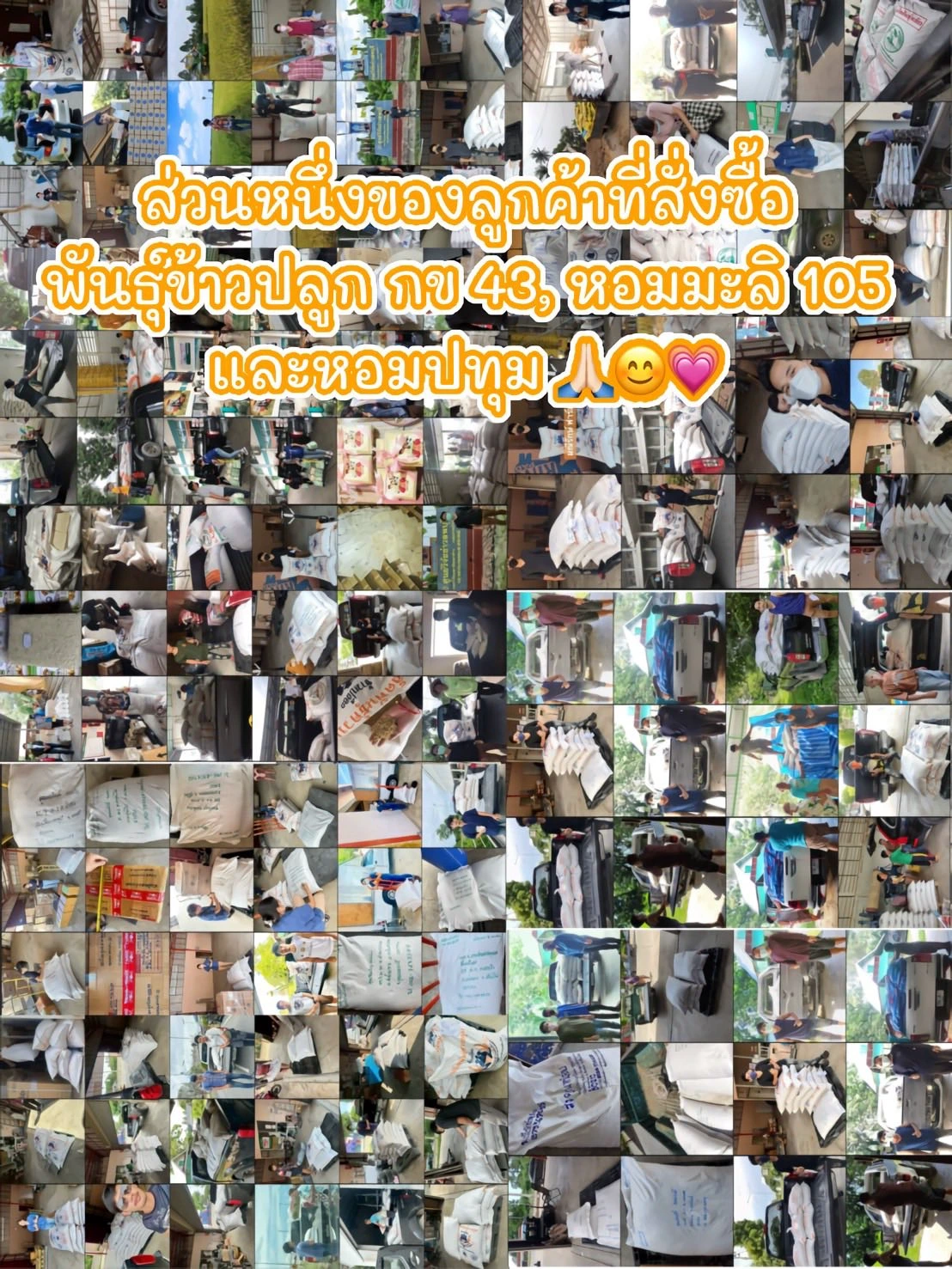 📍เปิดจอง “พันธุ์ข้าวปลูก กข 43, หอมมะลิ 105” แท้❗️ 3