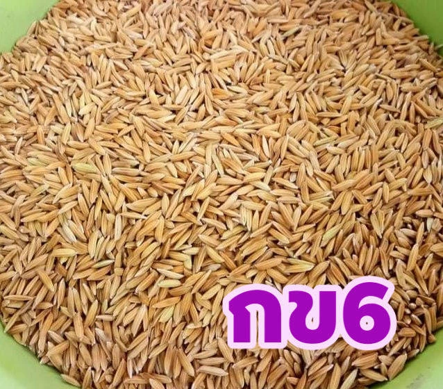 🌾#กข15 (หอมมะลิดอ)ข้าวเจ้านาปี 3
