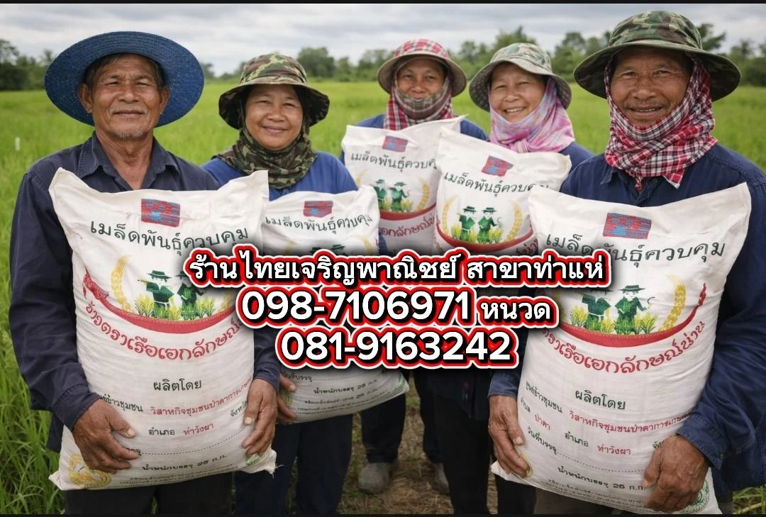 ข้าวเหนียวนาปี น่าน59 เบอร์18 ชั้นพันธุ์ขยาย 🌾📌