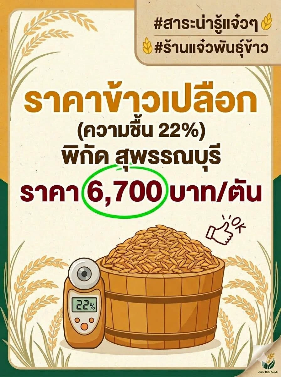 #ราคาข้าวเปลือก