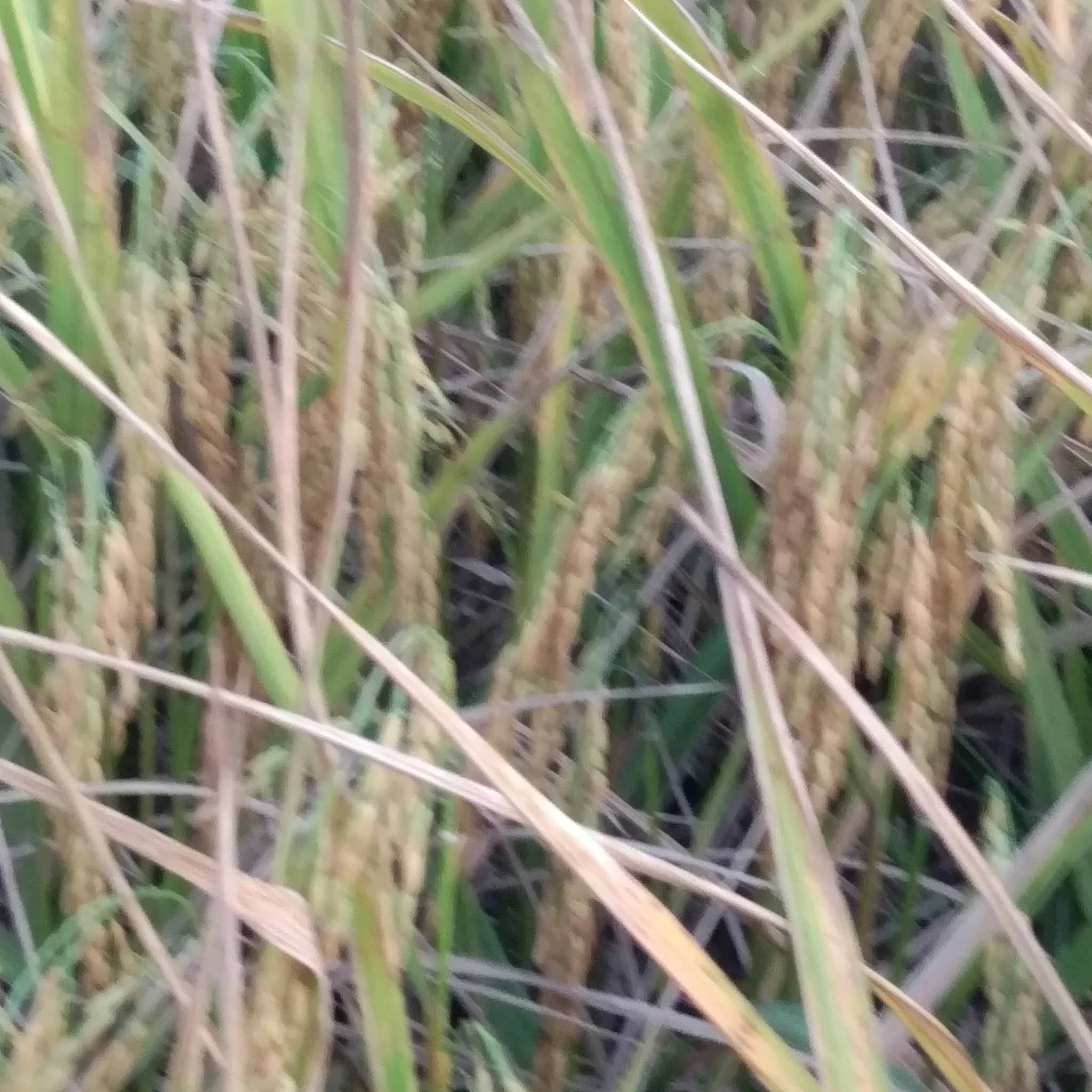 กข.24สกลนคร72ข้าวเหนียวเตี้ยนาปี 5