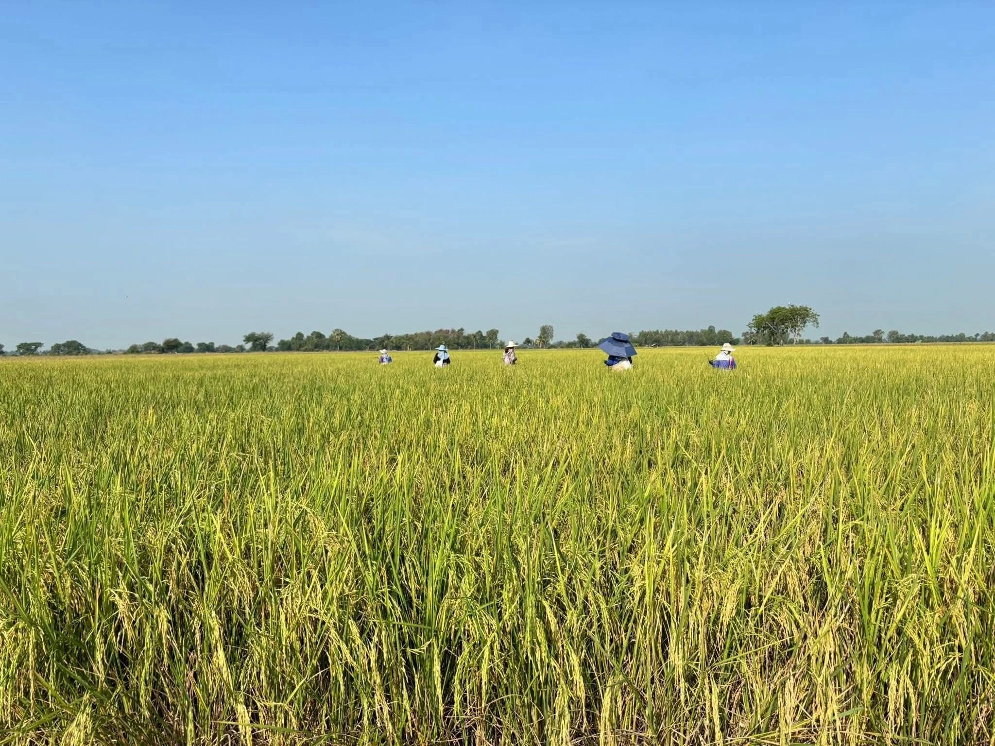 🌾พันธุ์ข้าวปลูก นาดำแท้100% จากชัยนาท 2