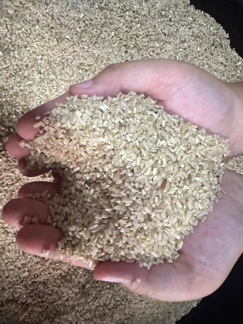 🔥🔥🔥 ข้าวกล้องหอมมะลิ 105