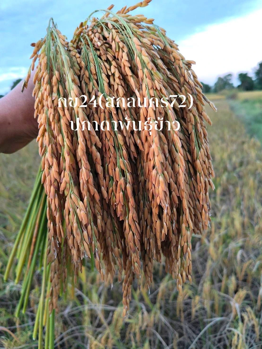 #กข24(สกลนคร72) รับรองโดยกรมการข้าว