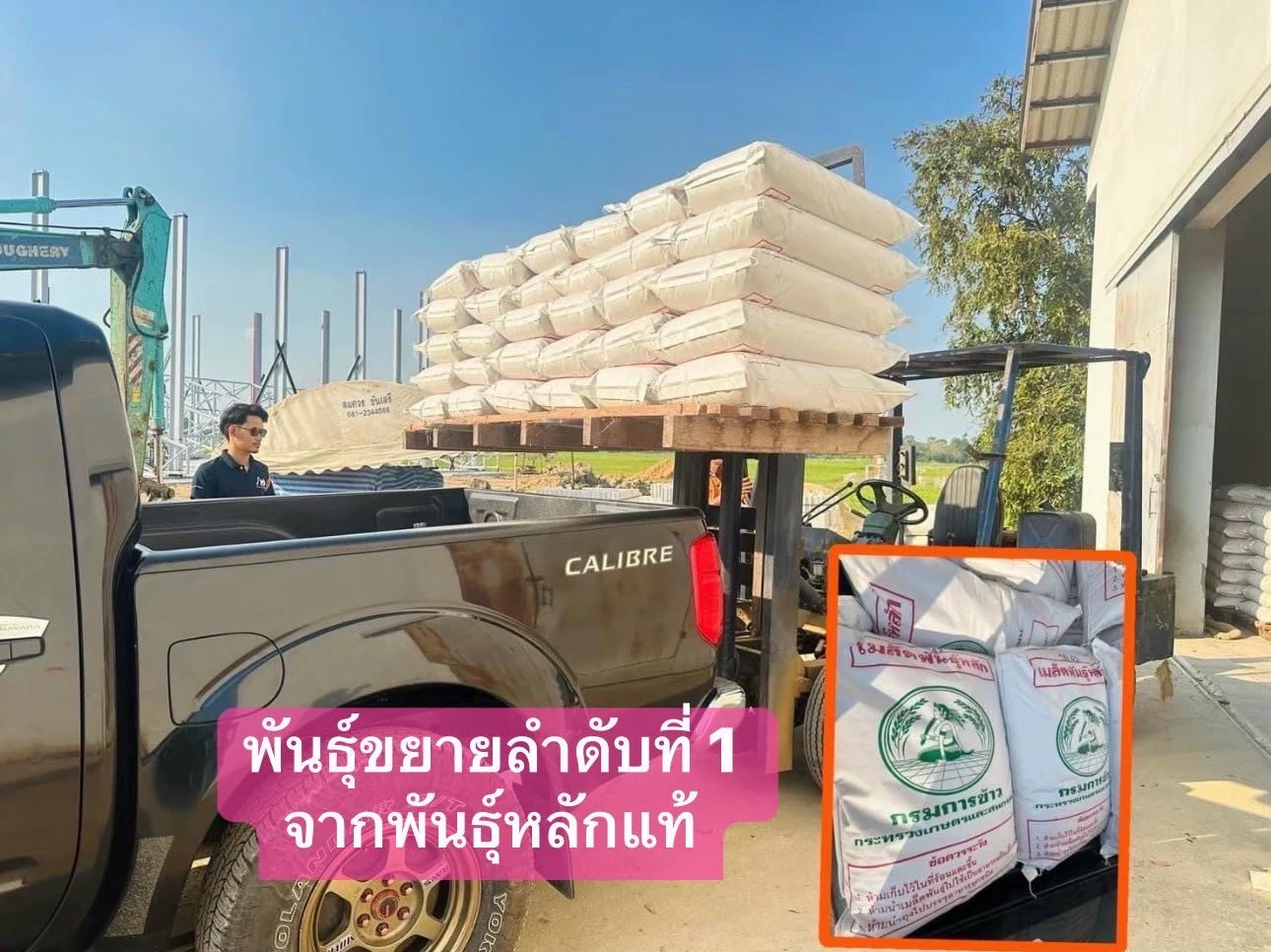 📍เปิดจอง “พันธุ์ข้าวปลูก กข 43, หอมมะลิ 105” แท้❗️ 2