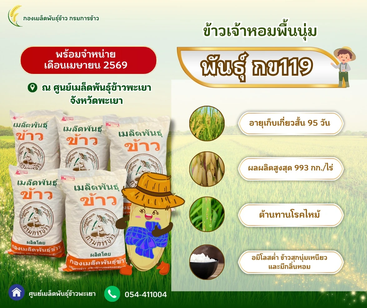 🌾📣 ข้าวเจ้าหอมพื้นนุ่ม "พันธุ์ กข119" พันธุ์ข้าวที่กรมการข้าวรับรอง