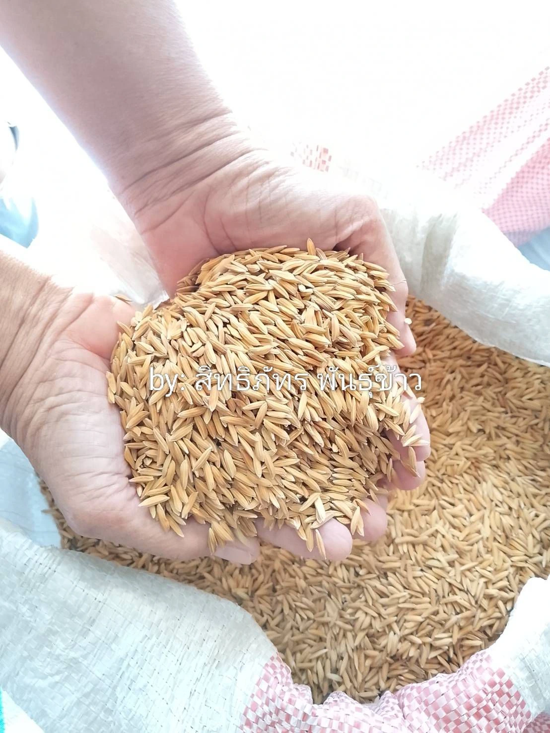 พันธุ์ข้าวปลูก 🌾🌾น่าน59#18