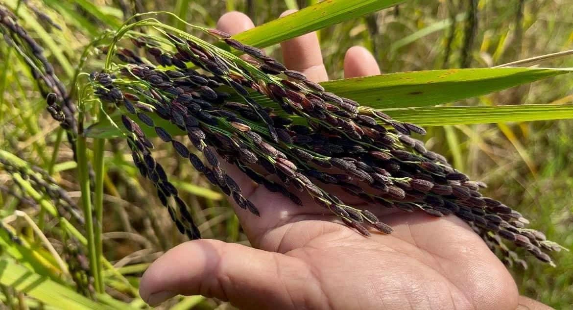 สนใจโทร 📞 0870493979 3