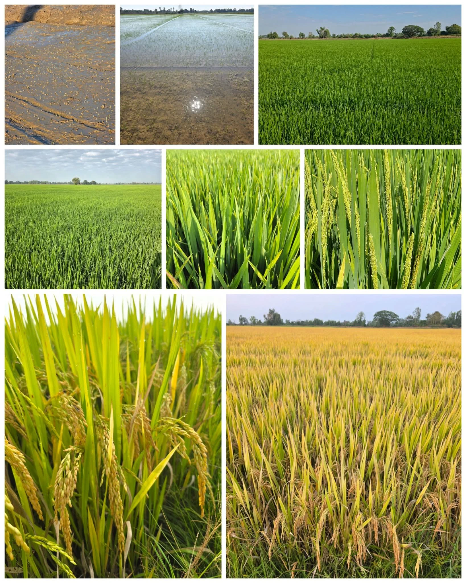 จารึกไว้ เบอร์20 ผลผลิต190ถัง/ไร่ กับการทำข้าวใต้น้ำครั้งแรก