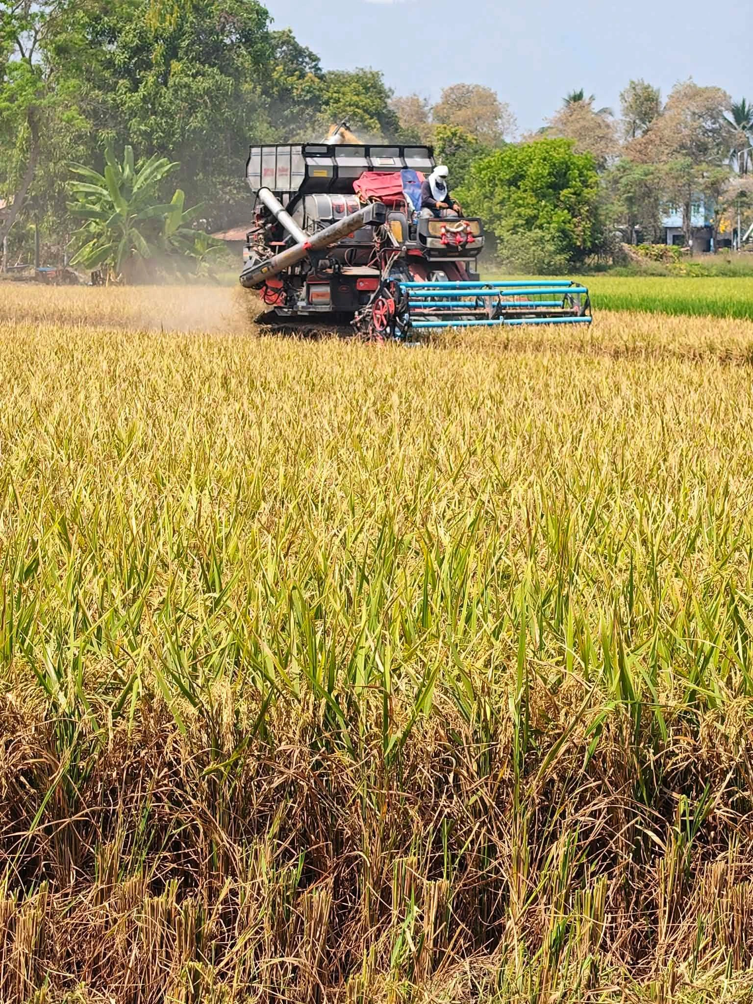 📣📣เปิดฤดูกาลทำนาในช่วงน่าแล้ง 4