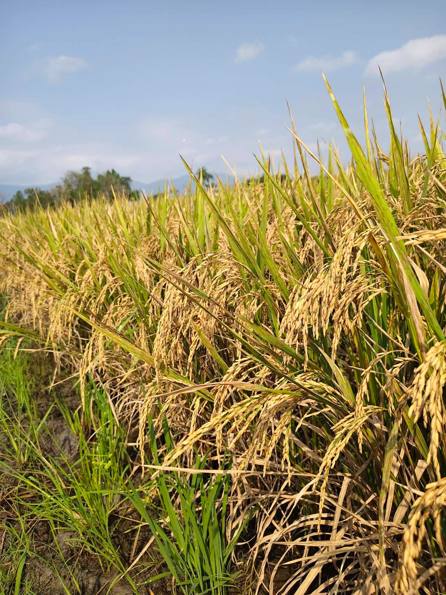 📣❤️เปิดรับออเดอร์พันธุ์ข้าวเพิ่มเติม เป็นข้าวสายพันตรง แปลงนาดำ จากสายการผลิตของทางร้าน มีสายพันธุ์ให้เลือกมากมาย 3
