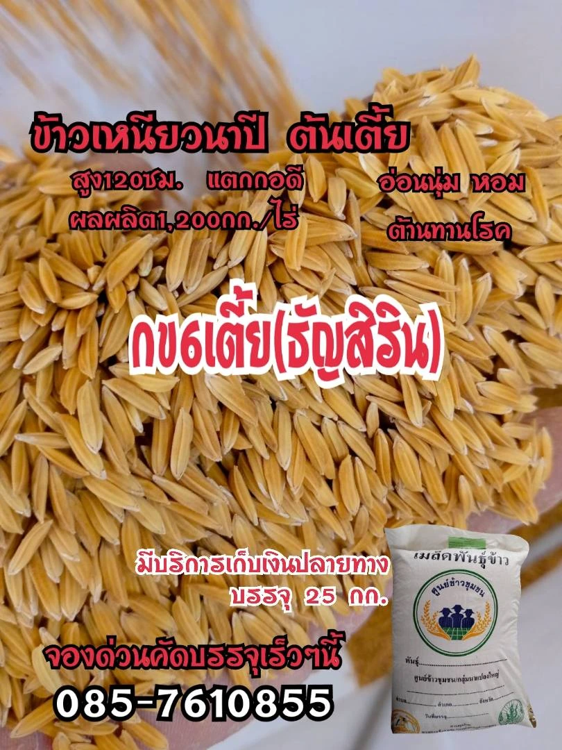 🌾#กข6ต้นเตี้ย🌾#ธัญสิริน 2