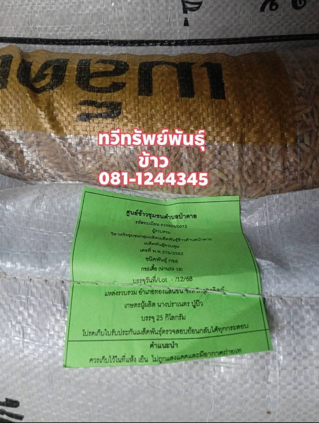 #ข้าวเหนียวต้นเตี้ย