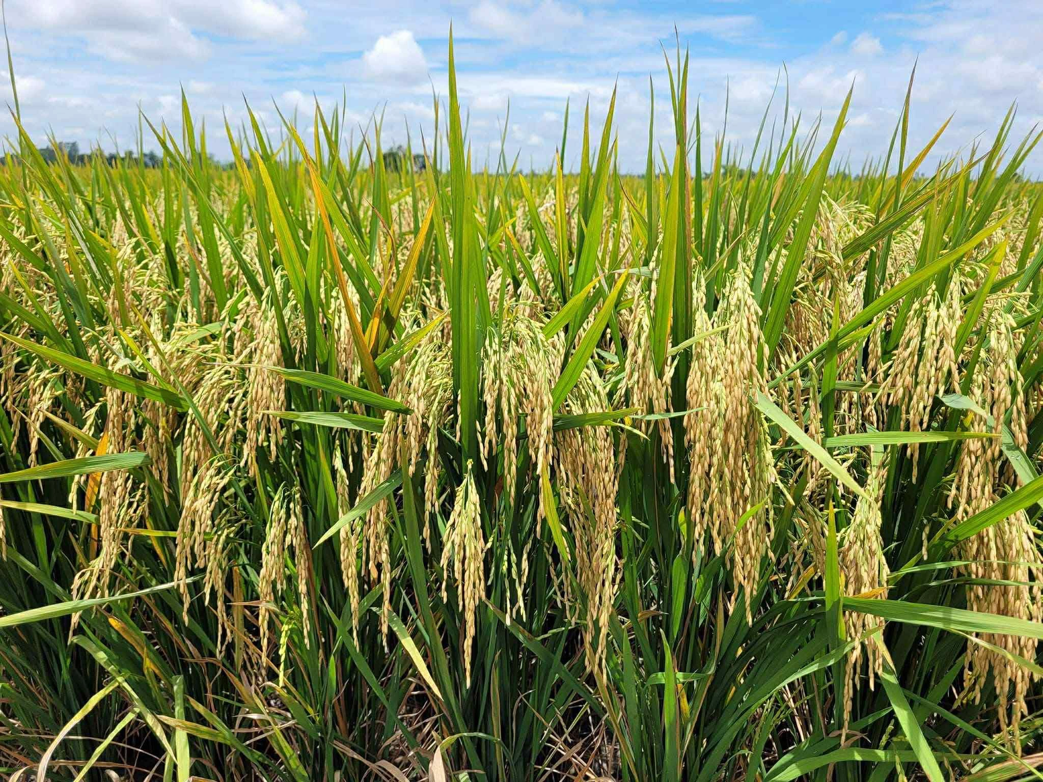 #สุโขทัย#กงไกรลาศ         🧡 ร้านระเวงการเกษตร  🧡