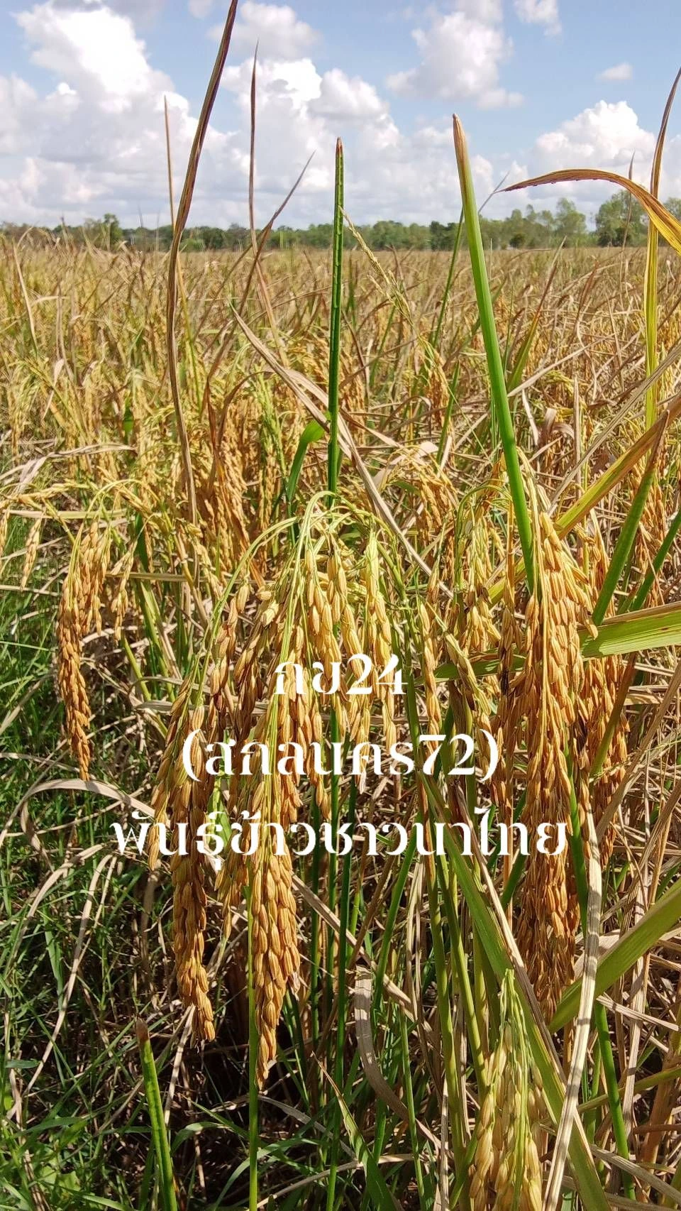 เปิดจองรอบนี้จัดส่งต้นเม.ย69