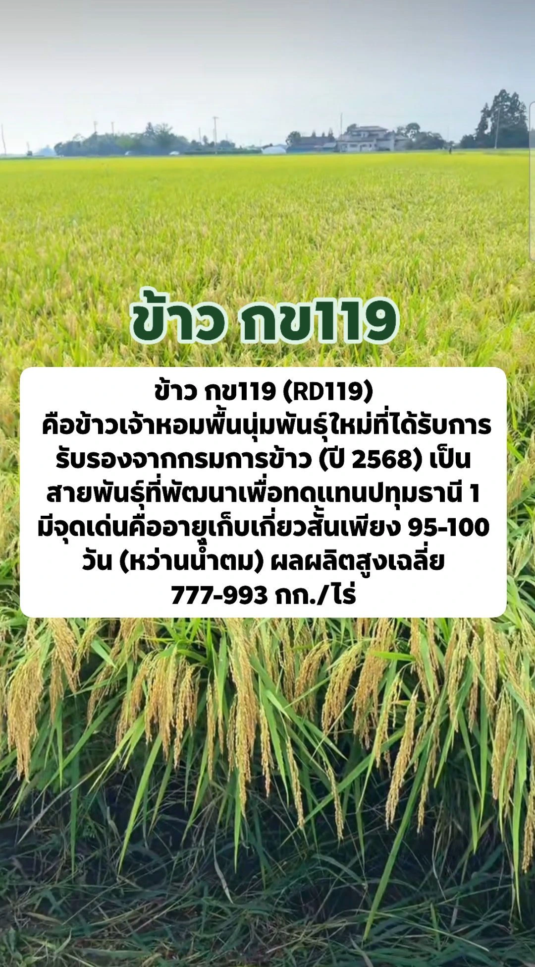 อายุเท่าข้าวขาว แถมเบากว่า "กข 79"