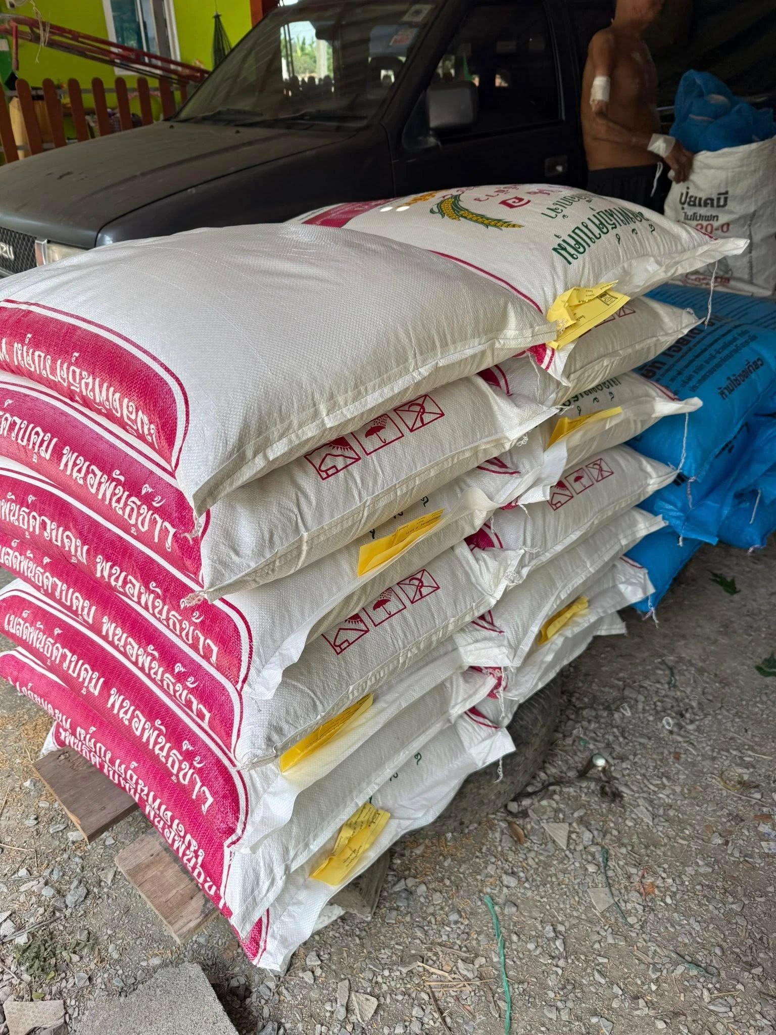 🌾 ข้าวปลูก นาดำ 100% 🌾 3