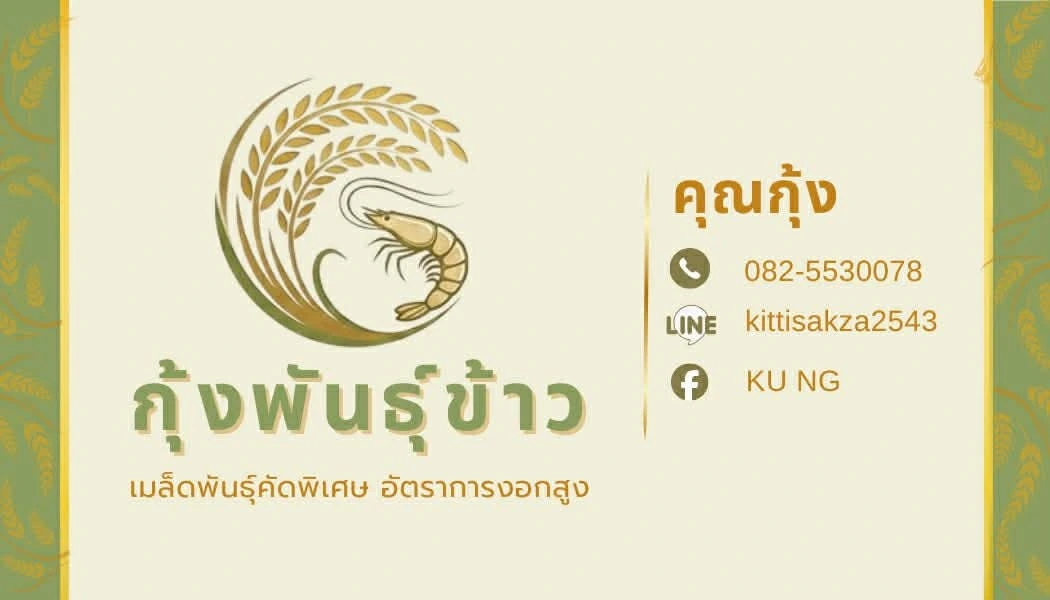 🌾พันธุ์ข้าวปลูก นาดำแท้100% จากชัยนาท