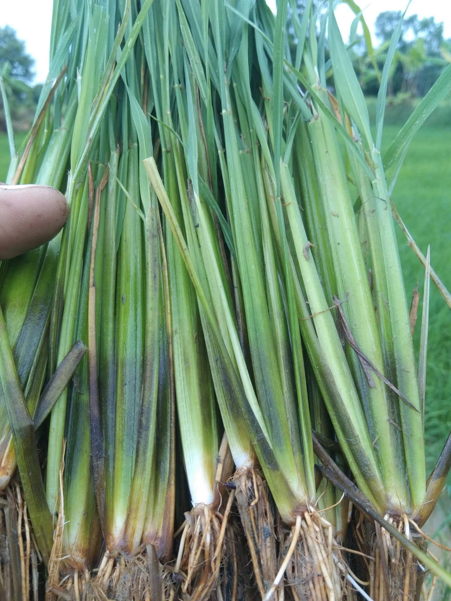 กข.24สกลนคร72ข้าวเหนียวเตี้ยนาปี 2