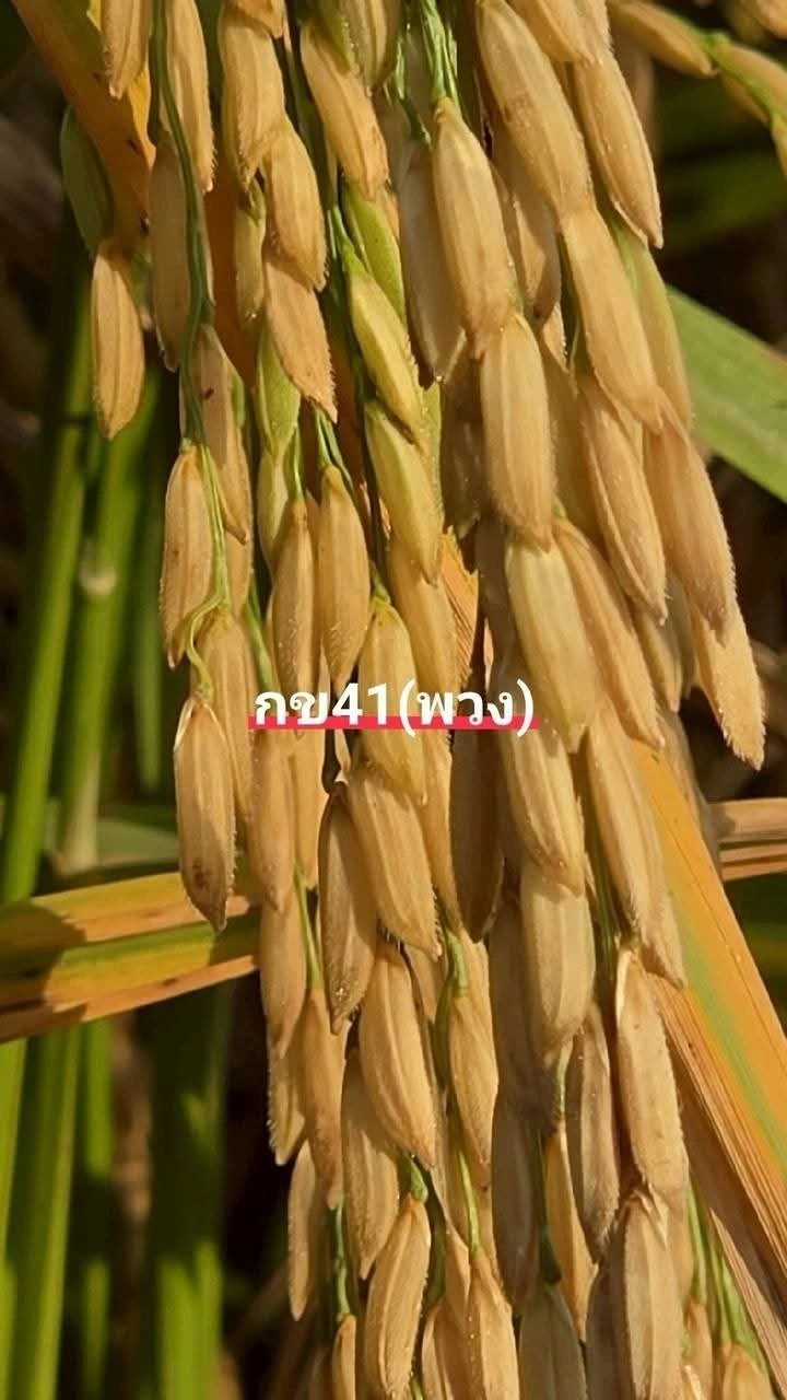 ร้าน ช.พันธุ์ข้าว (วิศวเกษตร) โกรกพระ ร้านหยุดทุกวันอาทิตย์ 2