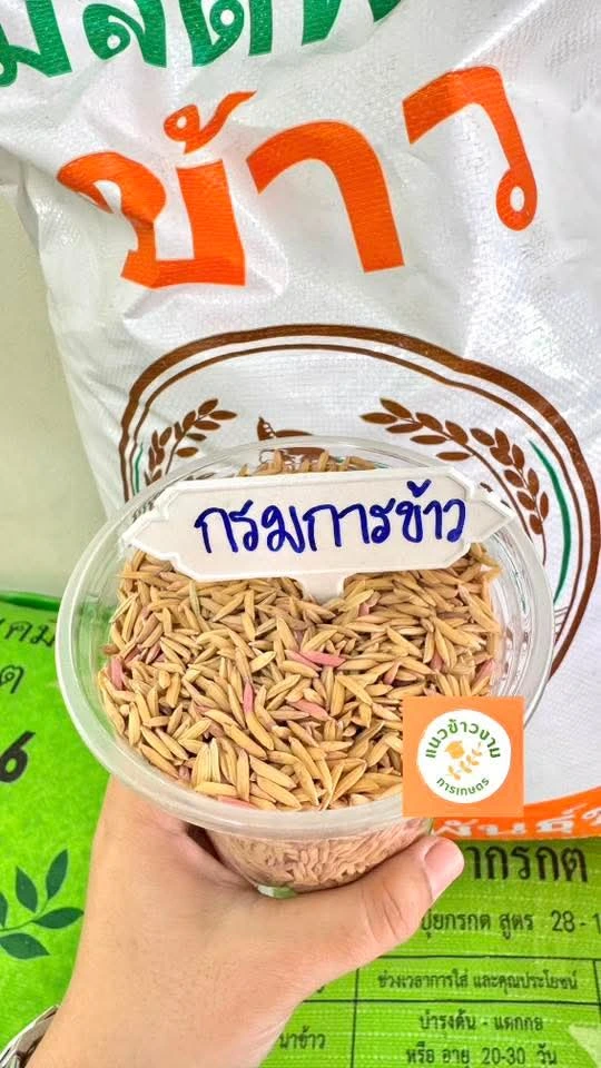 📌พันธุ์ข้าวขาวดอกมะลิ105 4