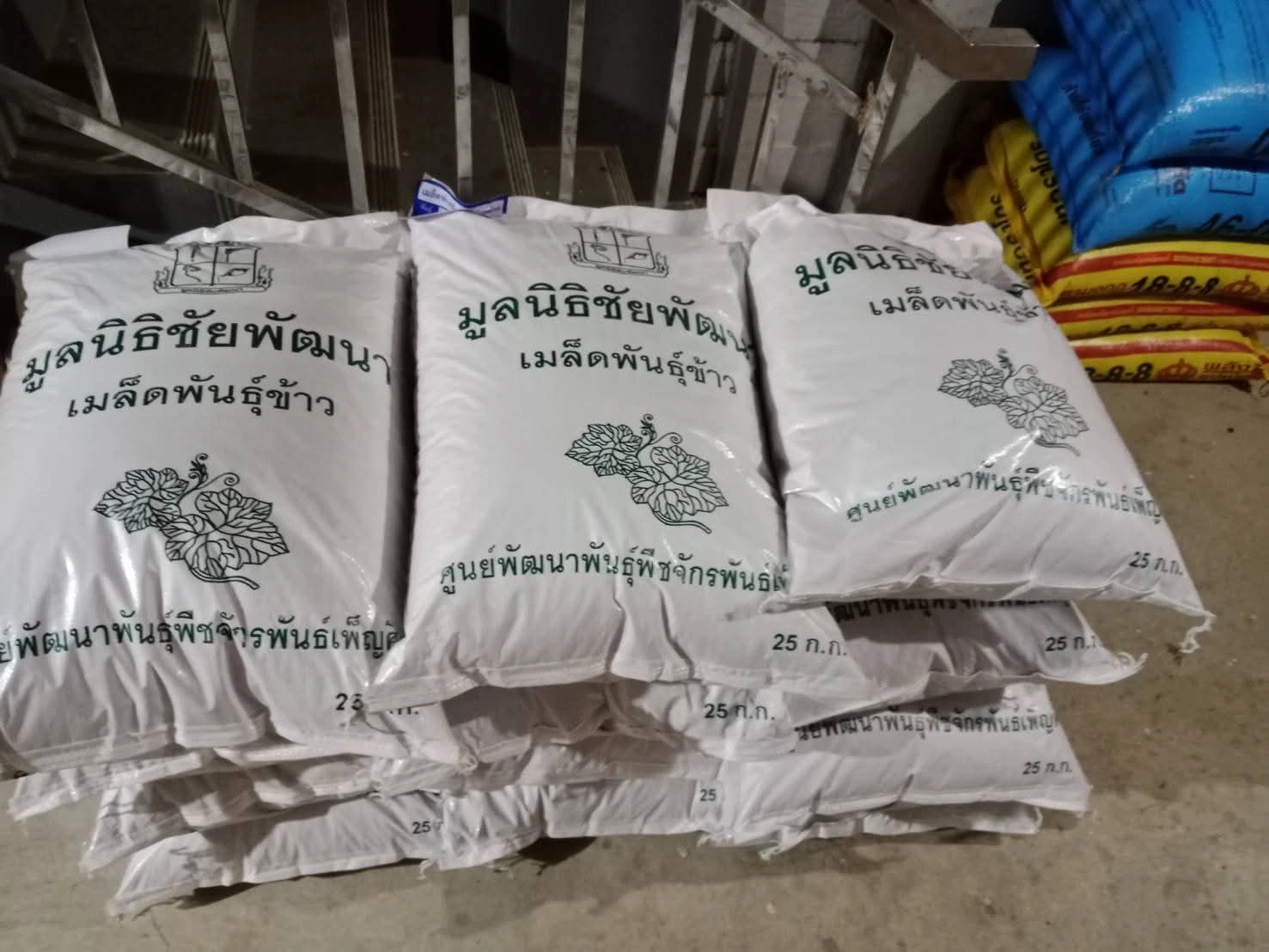 ข้าวพันธุ์ดอกมะลิ 105 2