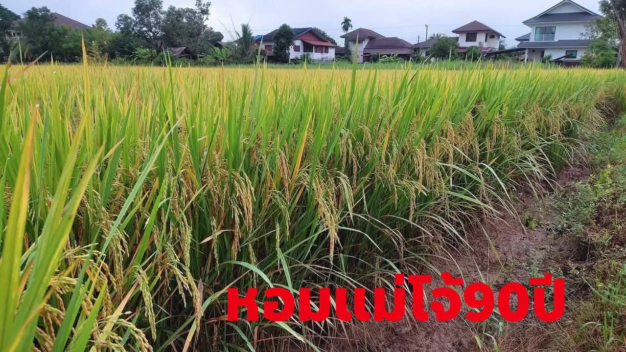 มาแล้วครับ... 3