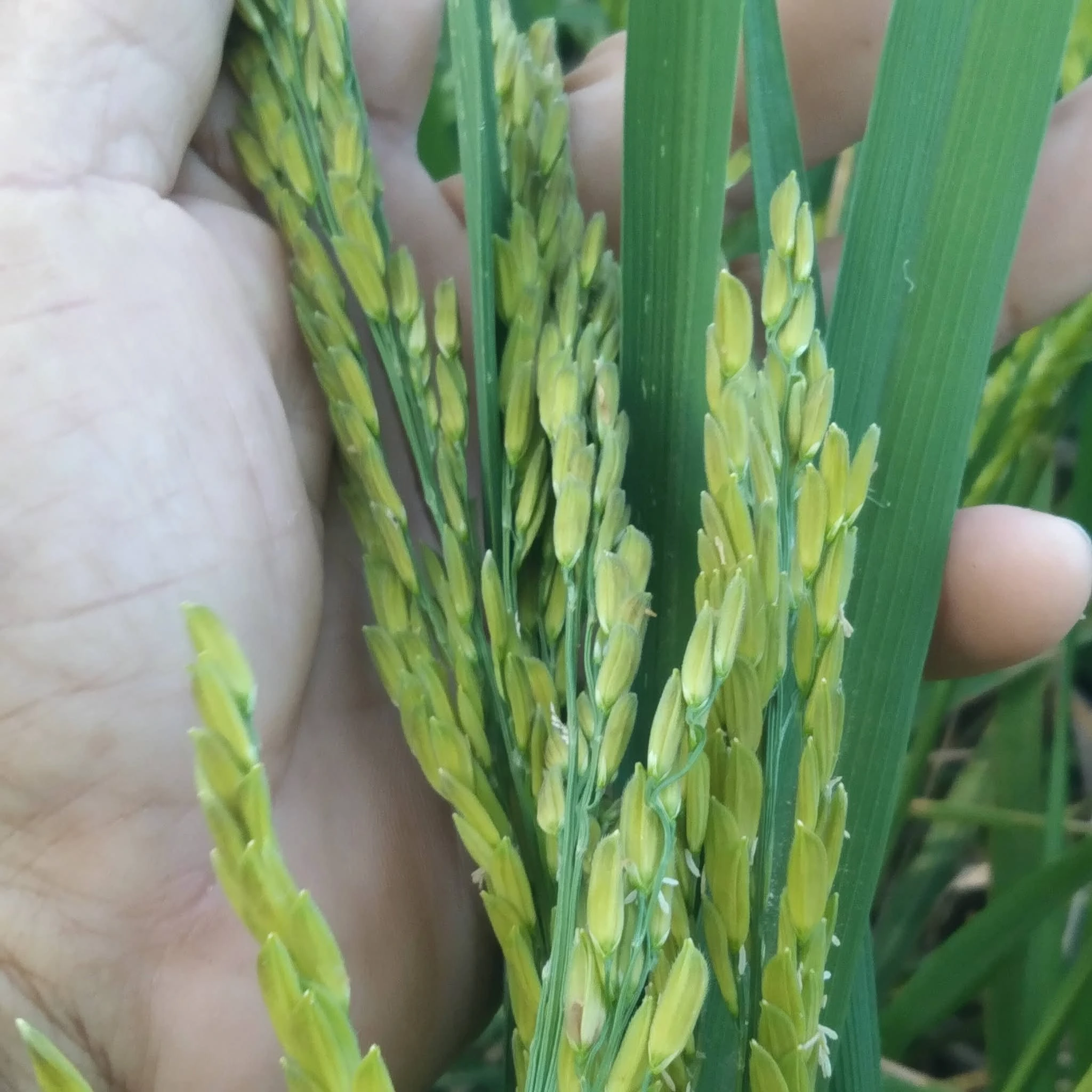 กข.24สกลนคร72ข้าวเหนียวเตี้ยนาปี 4