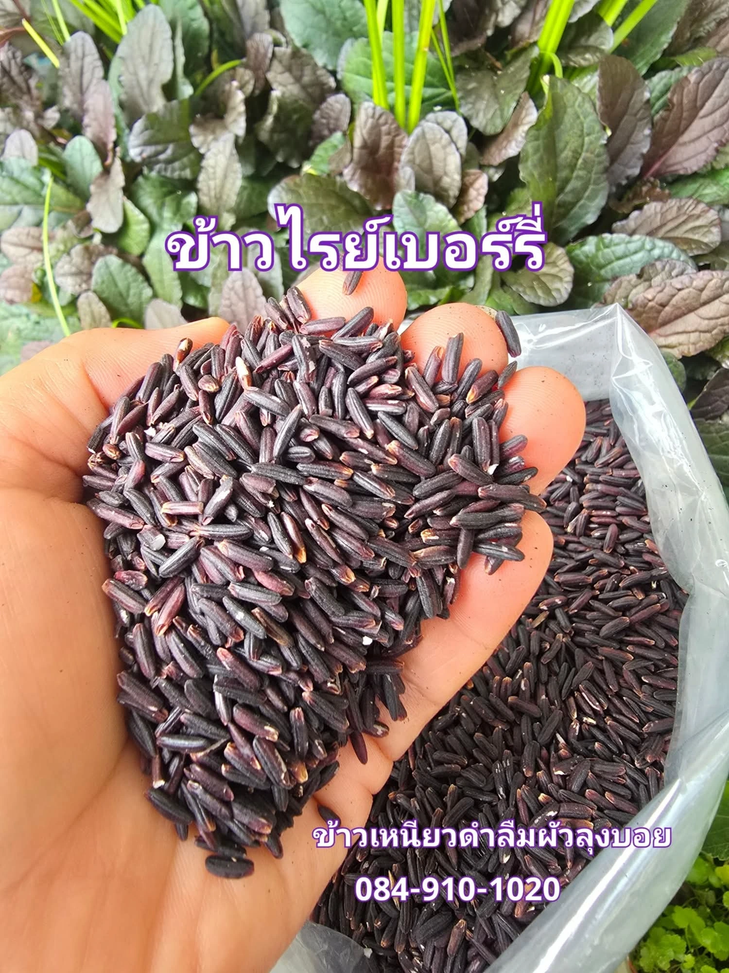 #ข้าวเหนียวดำลืมผัวลุงบอย