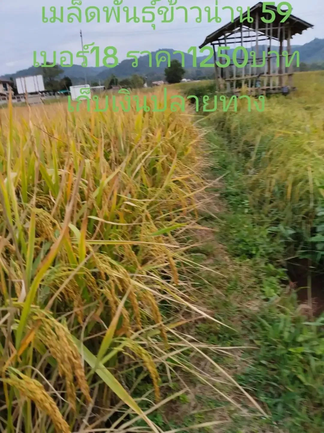 มาแล้วครับ... 2