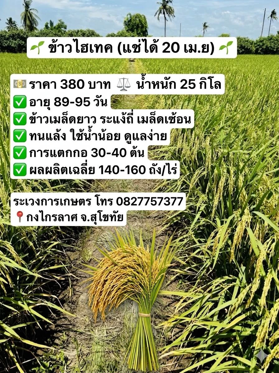 🌾 ข้าวไฮเทค (พร้อมแช่ 20 เม.ย.) 🌾 4