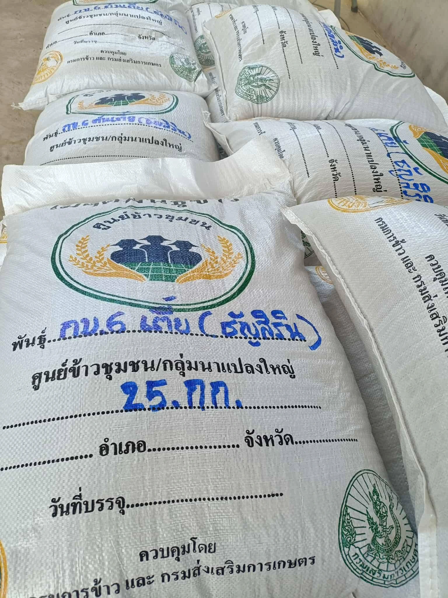 🌾#กข6ต้นเตี้ย🌾#ธัญสิริน 3