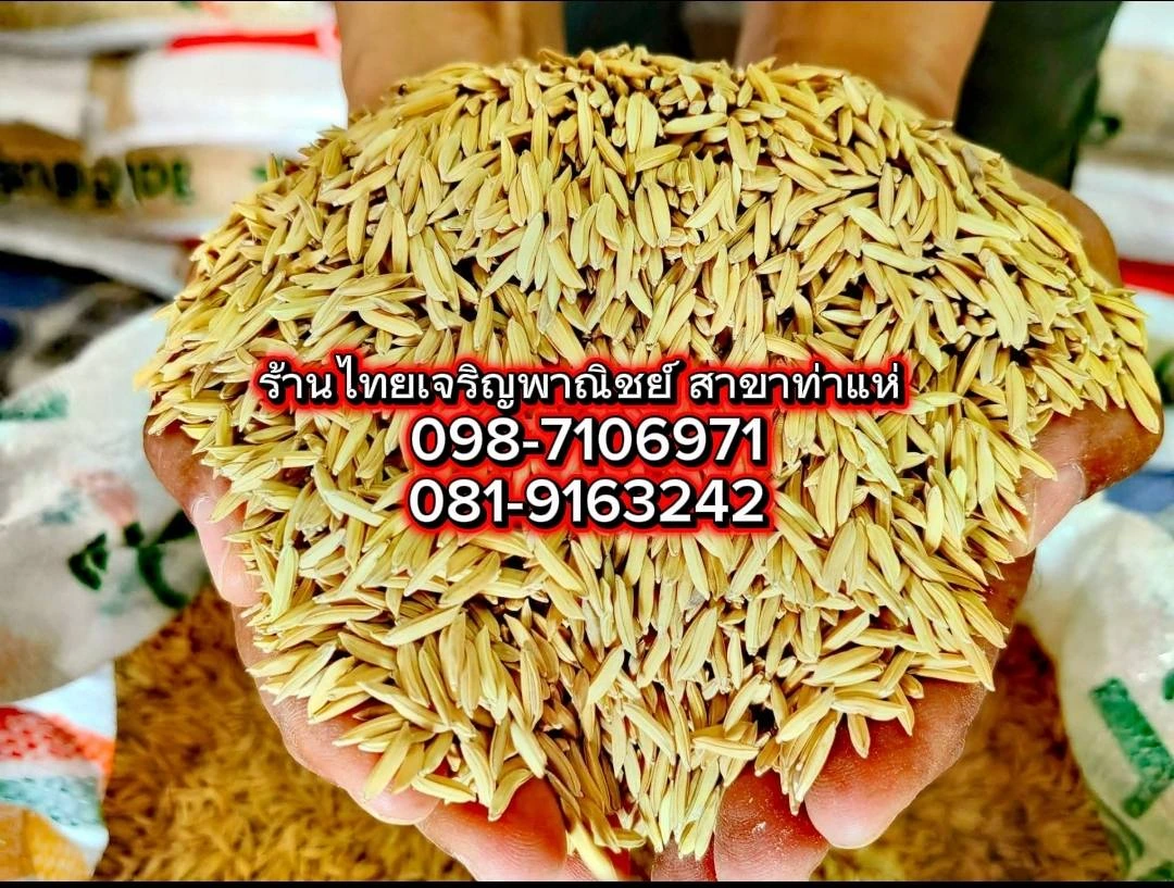 ข้าวเหนียวนาปี น่าน59 เบอร์18 ชั้นพันธุ์ขยาย 🌾📌 2