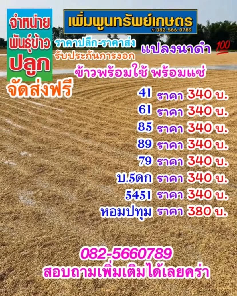 #เมล็ดพันธุ์ข้าว  จัดจำหน่าย ทุกสาย