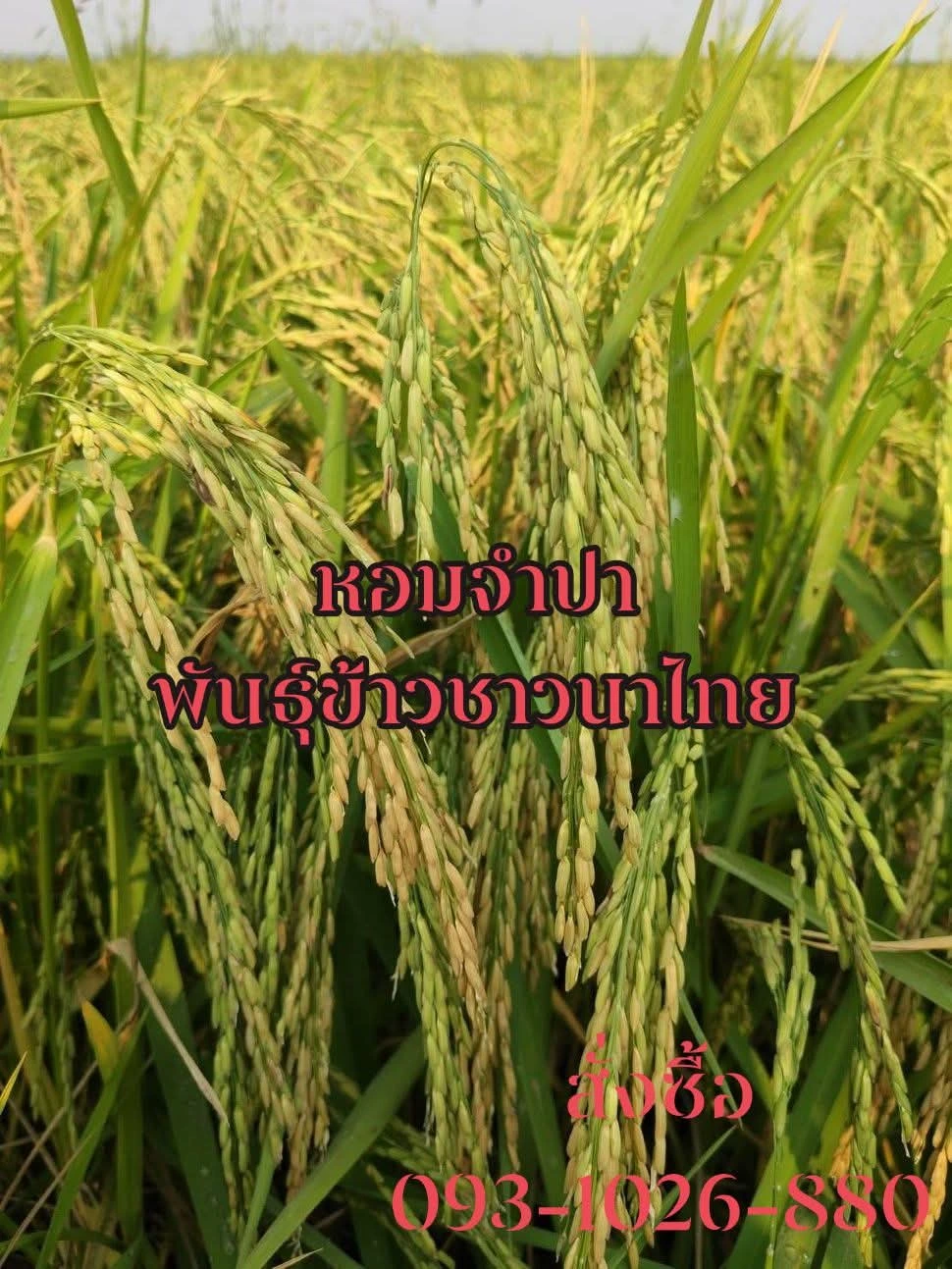 ออกรวงโอ้นโต้น ข้าวเหนียวอ่อนนุ่ม