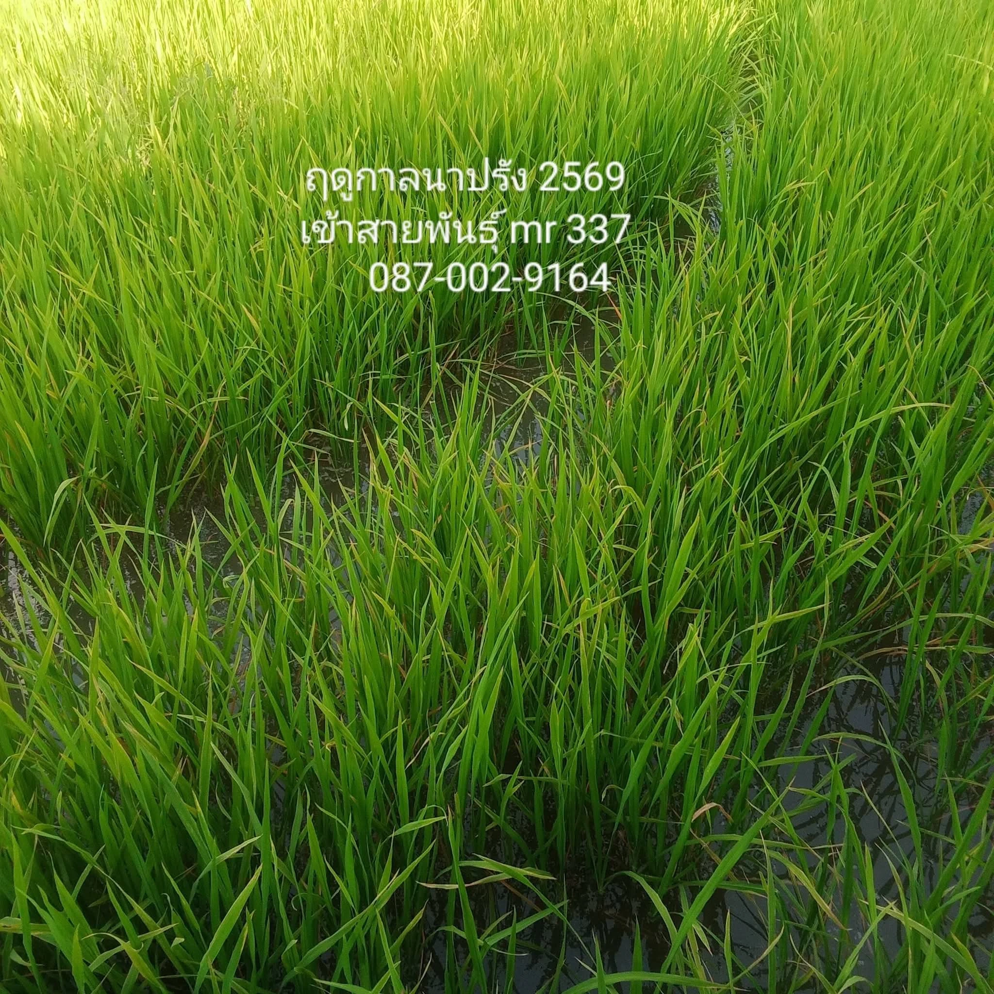 🌾#เมล็ดพันธุ์ข้าวปลูก #mr337