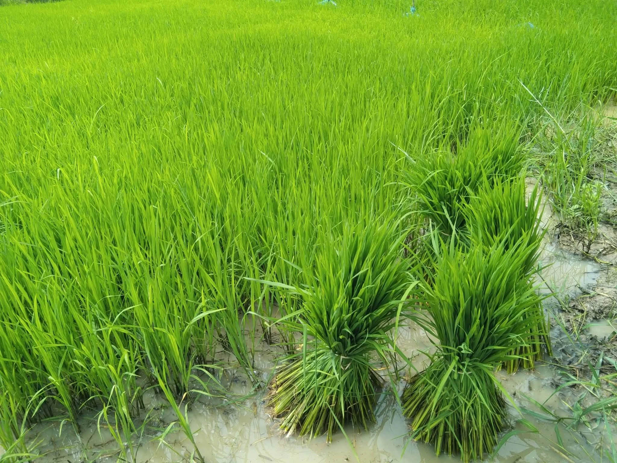 กข.24สกลนคร72ข้าวเหนียวเตี้ยนาปี