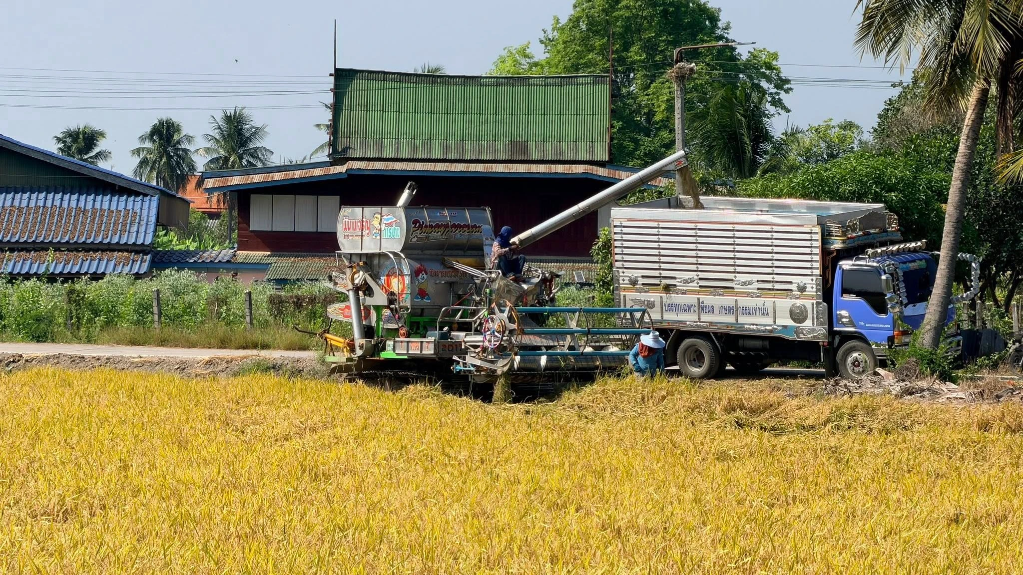 🌾 ข้าวปลูก นาดำ 100% 🌾 2